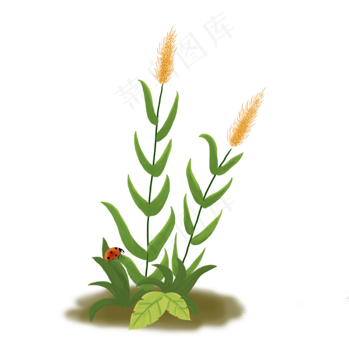 芦苇和七星瓢虫手绘,免抠元素