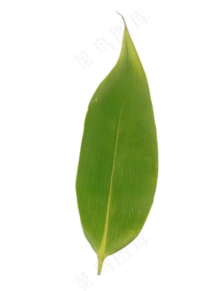 粽子叶叶片