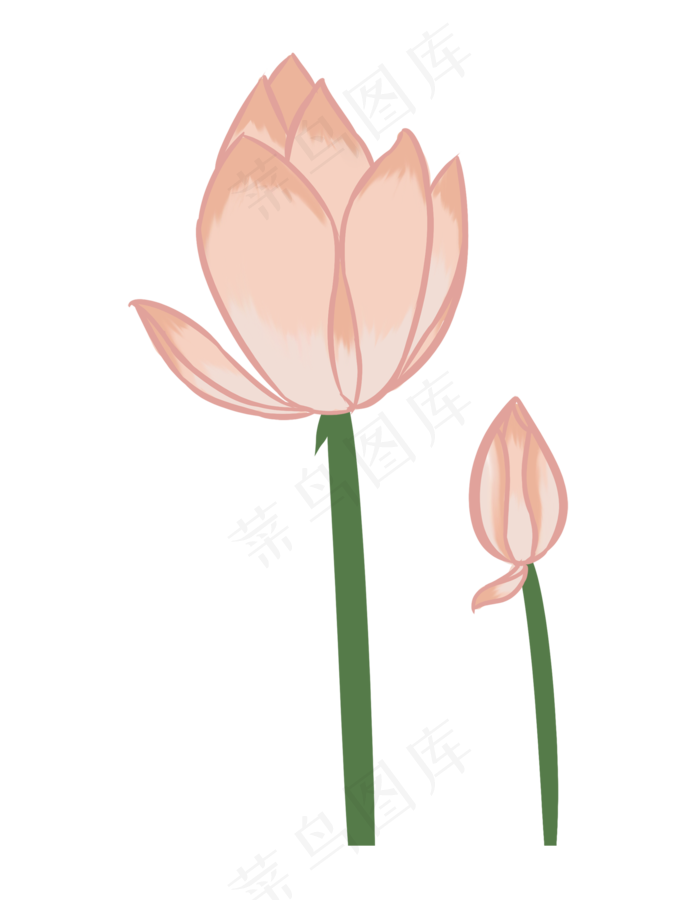 唯美粉色荷花插画