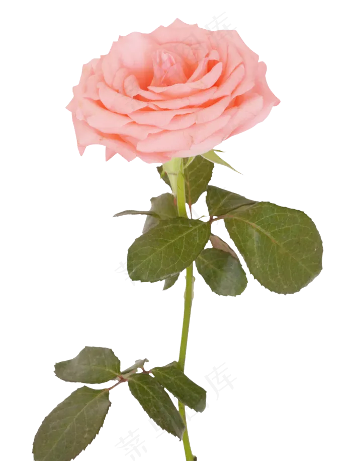 一枝粉色玫瑰(1530*2000px 300 dpi )