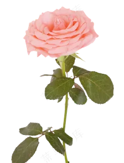 一枝粉色玫瑰
