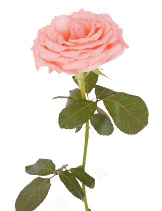 一枝粉色玫瑰