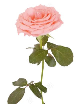一枝粉色玫瑰