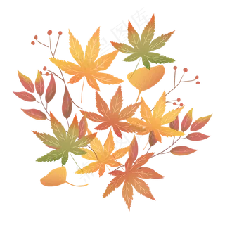 枫叶树叶落叶秋天树枝银杏叶