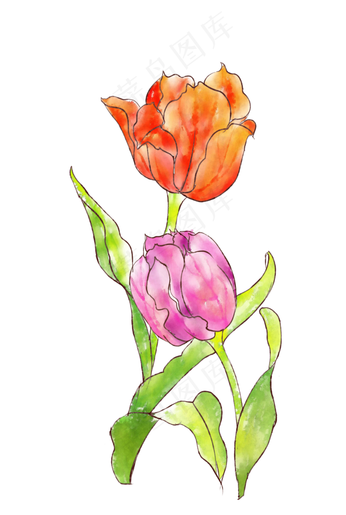 两朵美丽的郁金香