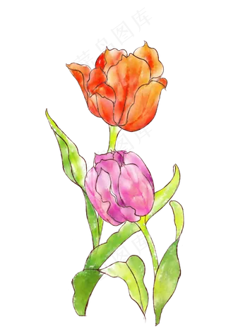 两朵美丽的郁金香