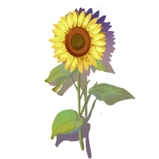 春天单一棵向日葵