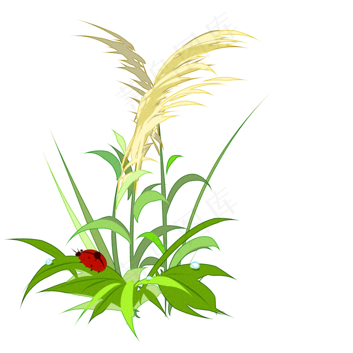 芦苇和七星瓢虫手绘,免抠元素