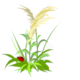 芦苇和七星瓢虫手绘,免抠元素