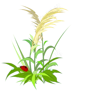 芦苇和七星瓢虫手绘,免抠元素
