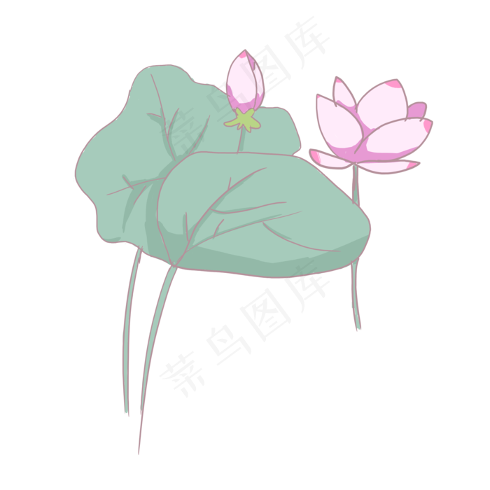 小清新盛开的荷花插画