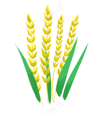 小满节气金色麦穗