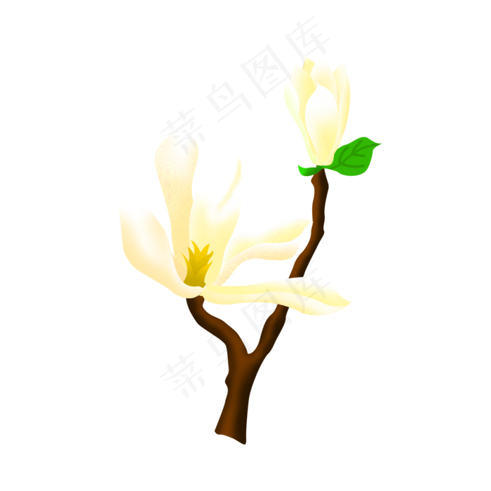 免扣卡通玉兰花朵,免抠元素