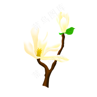 免扣卡通玉兰花朵,免抠元素