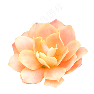 橙色玫瑰月季植物实物