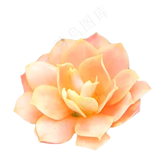 橙色玫瑰月季植物实物