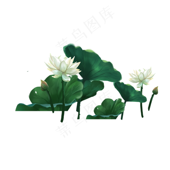 美丽的荷花大大的荷叶(2000X2000(DPI:300))psd模版下载