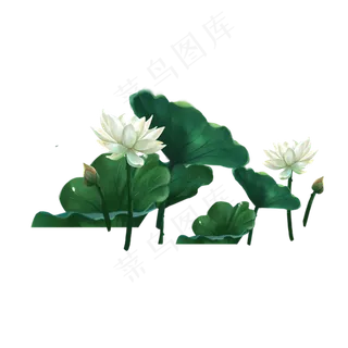 美丽的荷花大大的荷叶