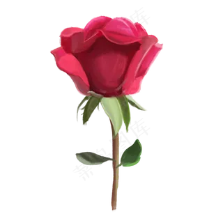 玫瑰红色花朵