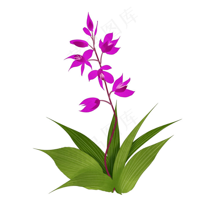 中药白芷花实物免抠插图