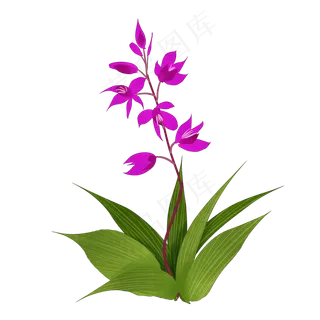 中药白芷花实物免抠插图