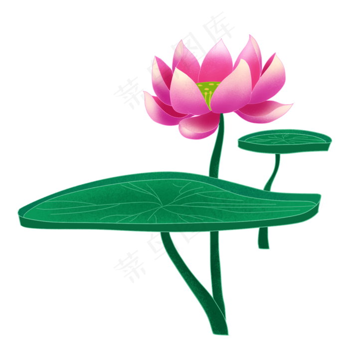 荷花荷叶插画