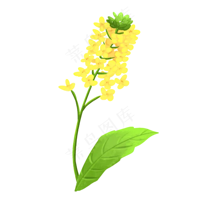 绿色叶子油菜花枝