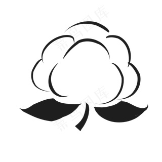 盛开的棉花花朵图