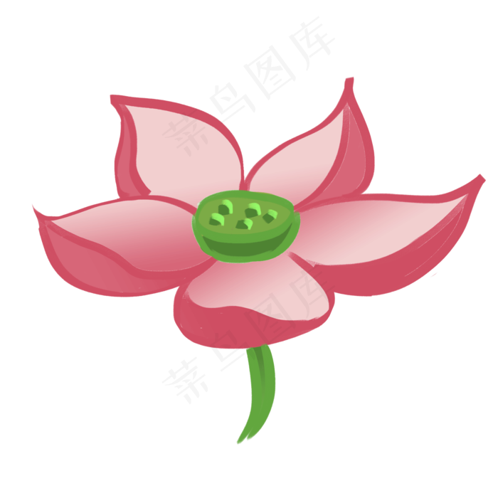 盛开的荷花插图插画