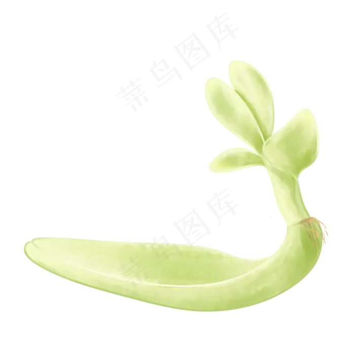 绿色发芽多肉植物