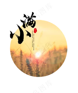 24节气小满麦穗