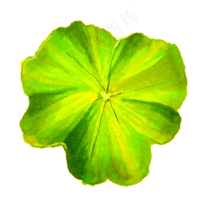 绿色撑开的荷叶免抠图(2000X2000(DPI:300))psd模版下载