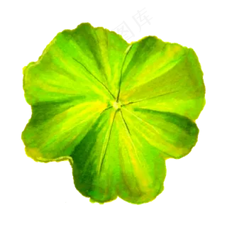 绿色撑开的荷叶免抠图