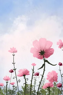 盛开在天空下粉色的花朵 盛开在天空下粉色的花朵