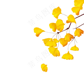 手绘秋天飘落的银杏叶