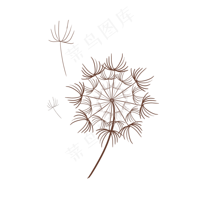 蒲公英花