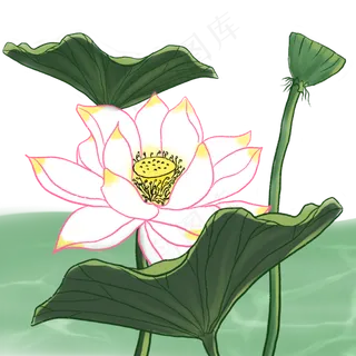 荷花夏日荷塘景色国画