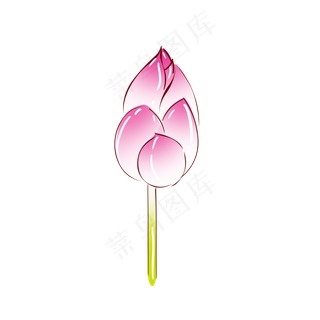 植物粉红色荷花花苞