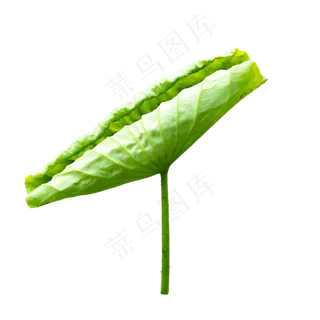 绿色荷花叶 绿色荷花叶