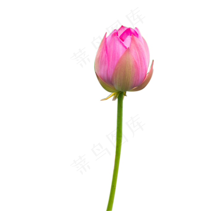 荷花花蕊花苞