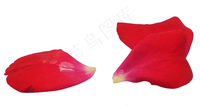 红色玫瑰花瓣(3741*2000px 300 dpi )