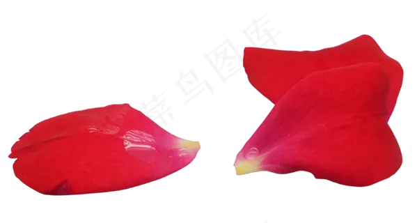 红色玫瑰花瓣