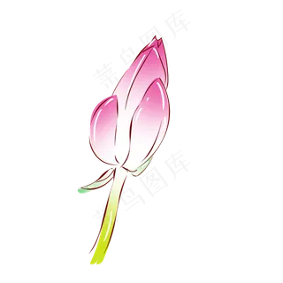 花植物粉色荷花花苞