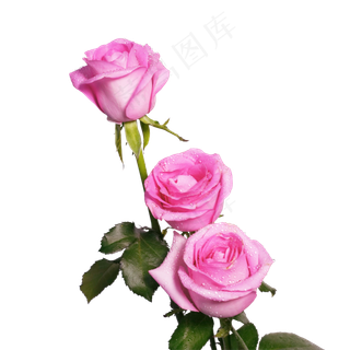 粉色玫瑰