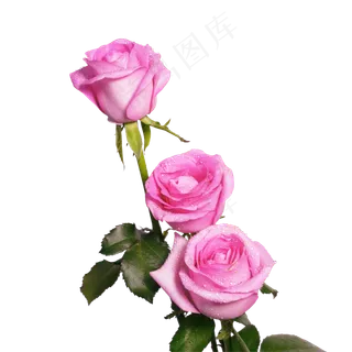 粉色玫瑰