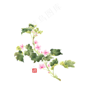 中国风国画没骨花卉一枝锦葵