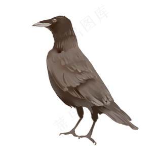 手绘水彩乌鸦写实风格