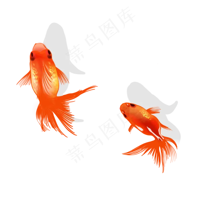 幸运红色锦鲤金鱼水彩手绘(2000X2000(DPI:300))psd模版下载