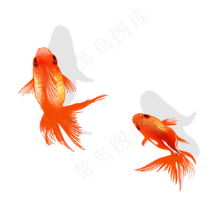 幸运红色锦鲤金鱼水彩手绘