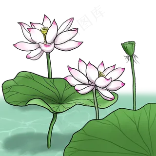 荷花春夏荷塘景色水墨国画